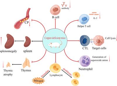 Relationship between copper and immunity: The potential role of copper in tumor immunity
